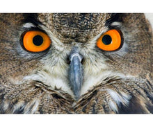 Staring Owl 5D DIY Paint By Diamond Kit