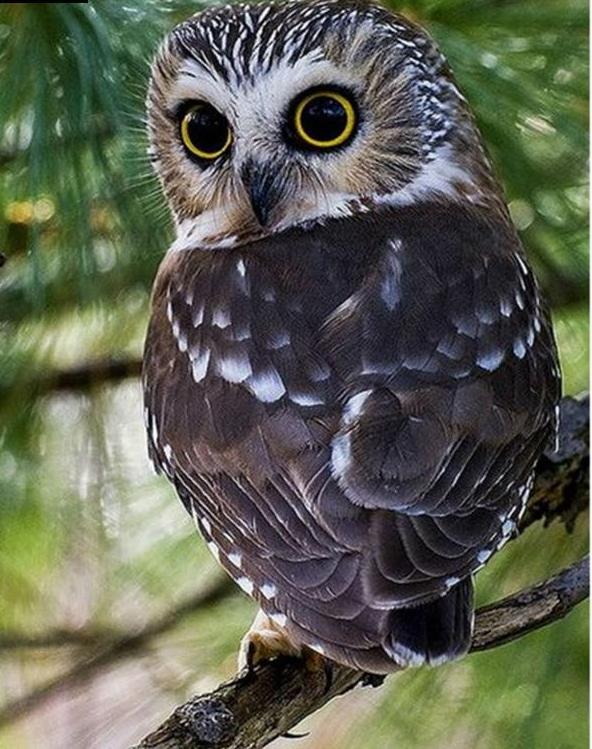 Big Eye Owl 5D DIY Paint By Diamond Kit