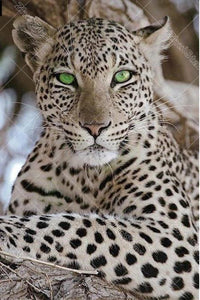 Green Eye Leopard 5D DIY Paint By Diamond Kit
