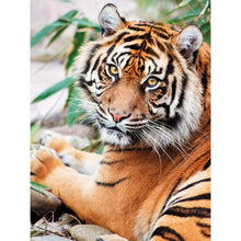 Wild Tiger 5D DIY Paint By Diamond Kit