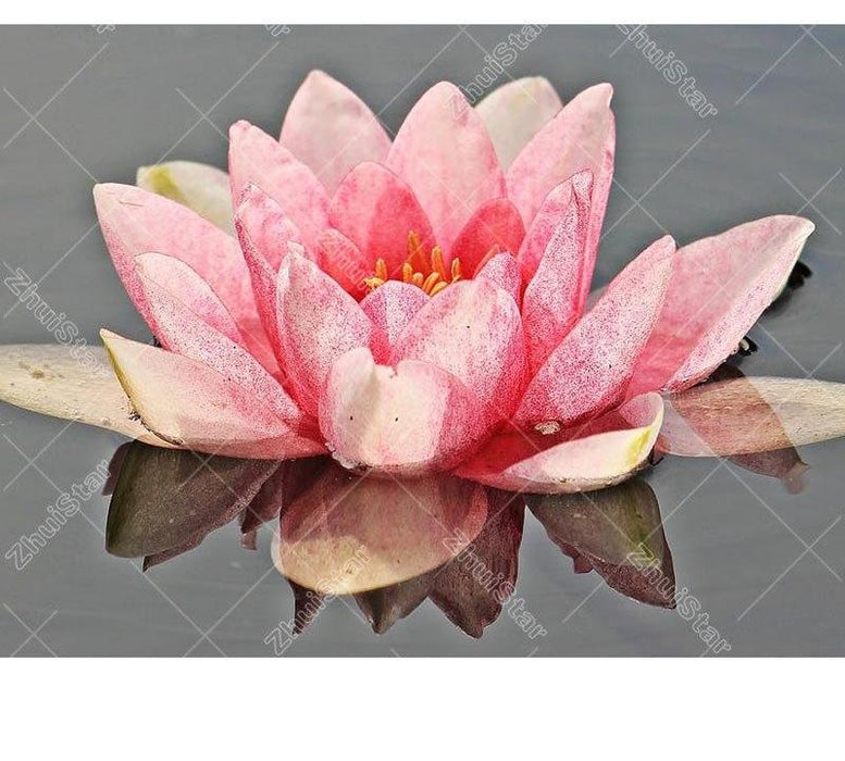 Pink Lotus 5D DIY Paint By Diamond Kit