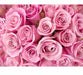 Pink Roses 5D DIY Paint By Diamond Kit - Paint by Diamond