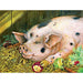 Best selling 5D full diamond painting animal fat pig diamond mosaic picture rhinestone diamond embroidery family decoration XY1 - Paint by Diamond