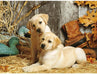 Cute Dogs 5D DIY Paint By Diamond Kit - Paint by Diamond