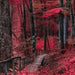 5D DIY Diamond Painting Landscape Autumn Diamond Mosaic red leaves Cross Stitch Full Square Decor Home Picture Of Rhinestone XY1 - Paint by Diamond