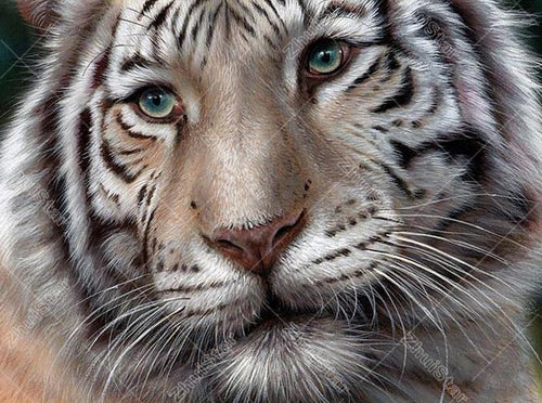 White Tiger 5D DIY Paint By Diamond Kit