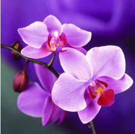 Orchid Floral 5D DIY Paint By Diamond Kit