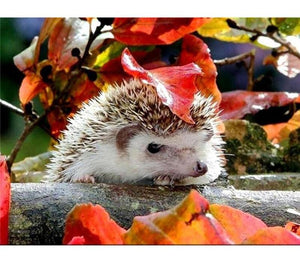 Cute Hedgehogs 5D DIY Paint By Diamond Kit