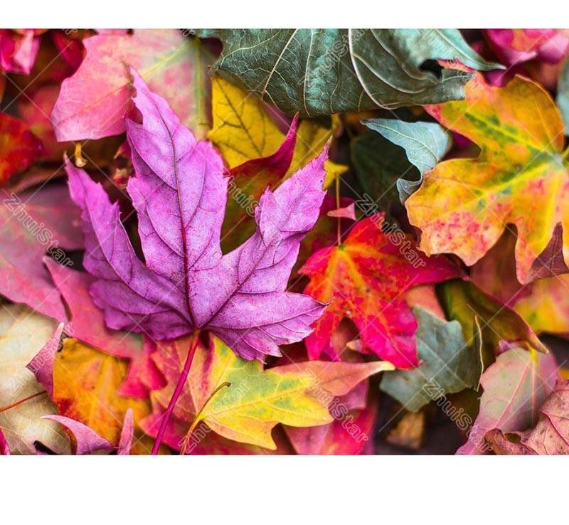 Colored Maple Leaves 5D DIY Paint By Diamond Kit