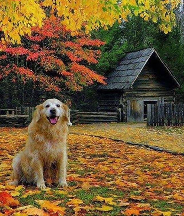 Golden Retriever & Fall Leaves 5D DIY Paint By Diamond Kit