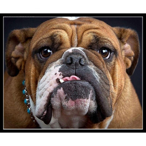 Bulldog 5D DIY Paint By Diamond Kit