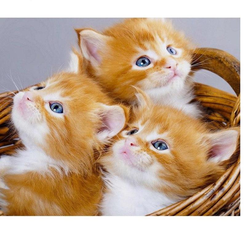 Three Cute Kittens 5D DIY Paint By Diamond Kit