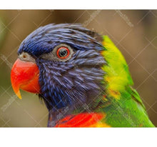 Colored Parrot 5D DIY Paint By Diamond Kit