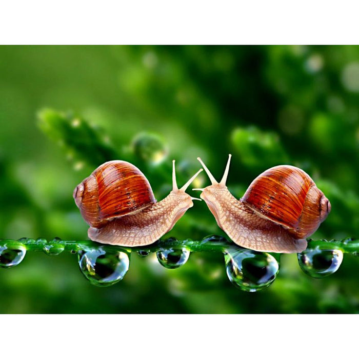 Snail Couple 5D DIY Paint By Diamond Kit