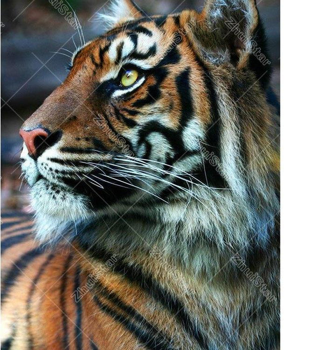 Tiger 5D DIY Paint By Diamond Kit