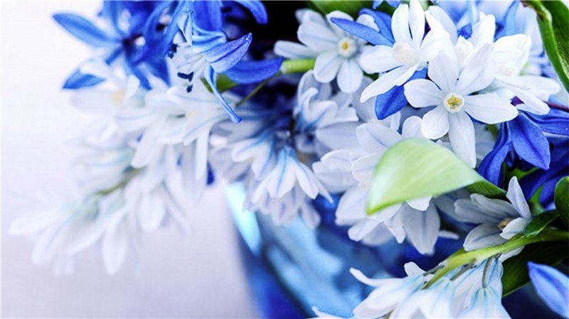 Blue And White Flowers 5D DIY Paint By Diamond Kit