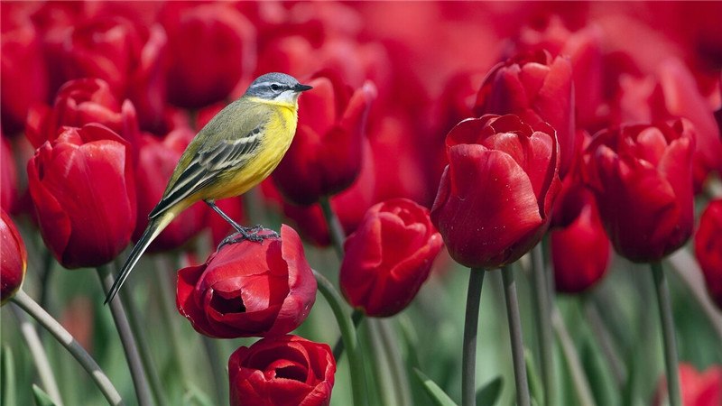 Bird On Red Flowers 5D DIY Paint By Diamond Kit