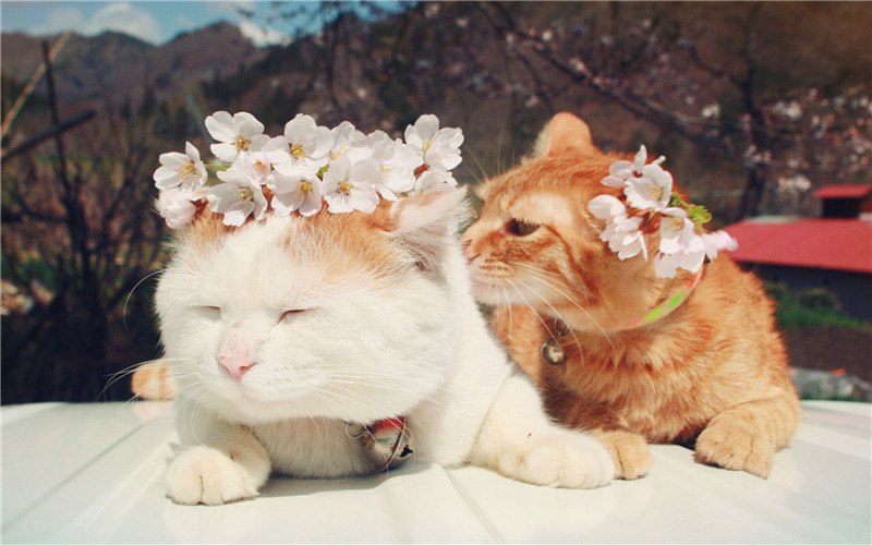 Cats With Flower Crown 5D DIY Paint By Diamond Kit