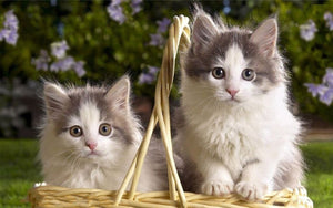 Two Kittens In Basket 5D DIY Paint By Diamond Kit