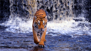 Tiger Walking In Pool 5D DIY Paint By Diamond Kit