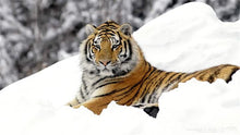 Tiger Resting In Snow 5D DIY Paint By Diamond Kit