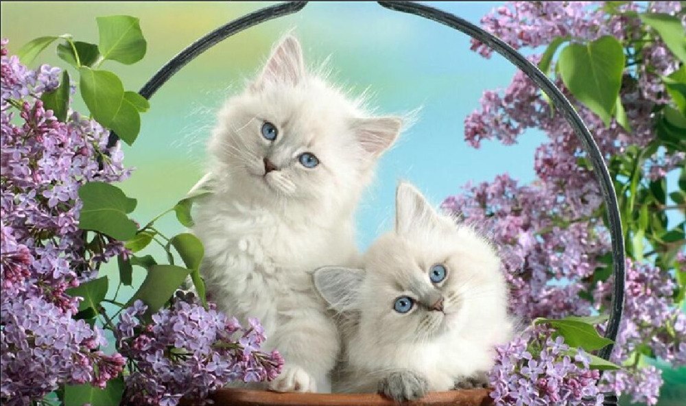 Two Ragdoll Kittens 5D DIY Paint By Diamond Kit