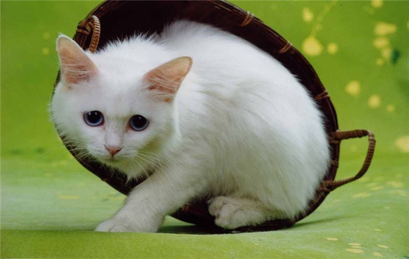 Scared White Kitten 5D DIY Paint By Diamond Kit